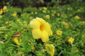 ��԰����ʻ�