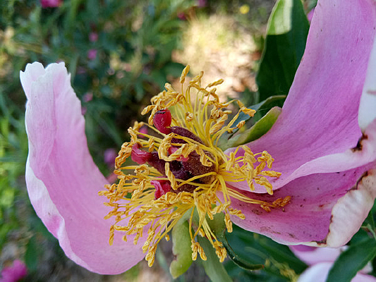 ��л�ĳ��ֻ�ͼƬ