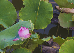 �ɻ����������Ⱦ