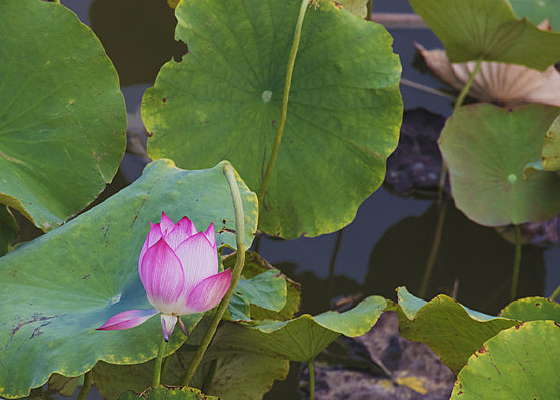 �ɻ����������Ⱦ