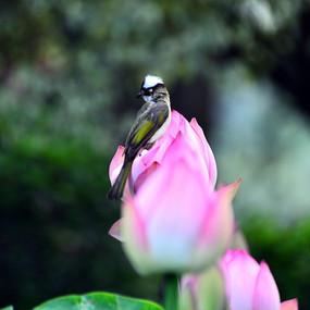 �ɻ����Ƕ������