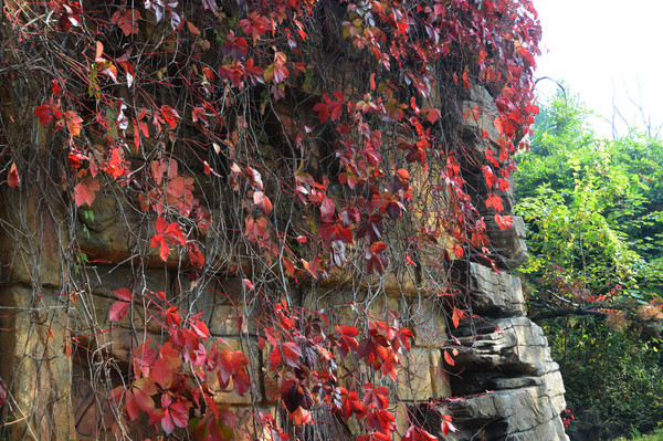 ��Ҷ��ɽ��