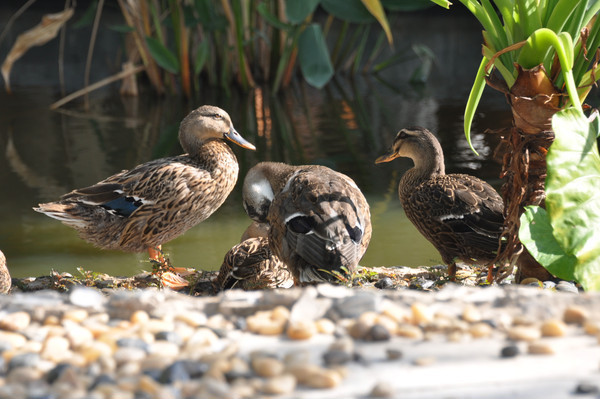 ��ë����ɹ̫��