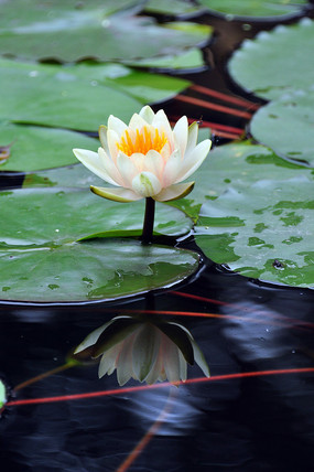 �����͵�Ӱ