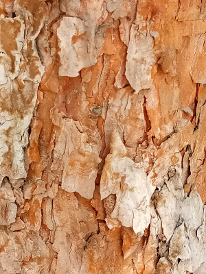 ��Ƥ����ͼƬ