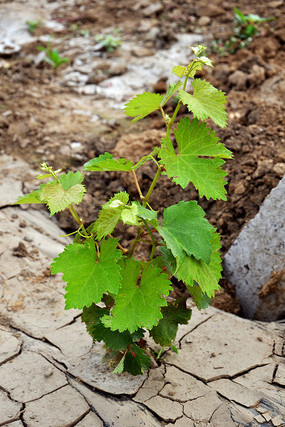 һ��������