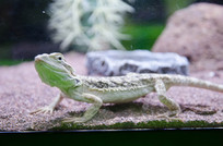 �������涯��