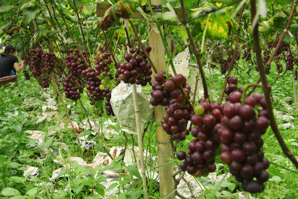 �������ѵ�����԰