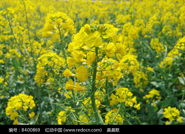 油菜花开花过程图片