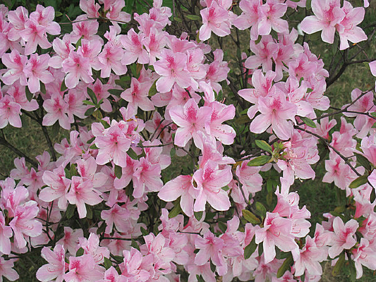 ���һ���