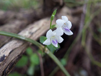 ��Ҷ����