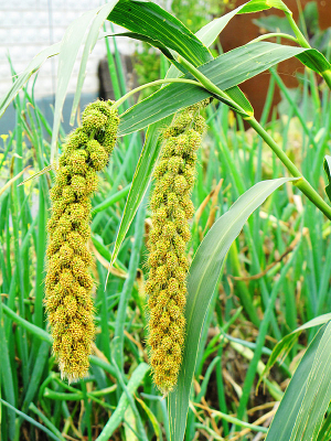 ����Ĺ���