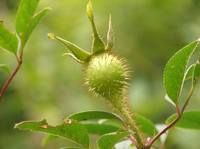 Ǿޱ��ֲ���ӣ�ӹ�ʵ