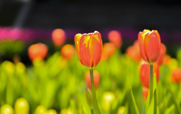 ֲ��԰���������