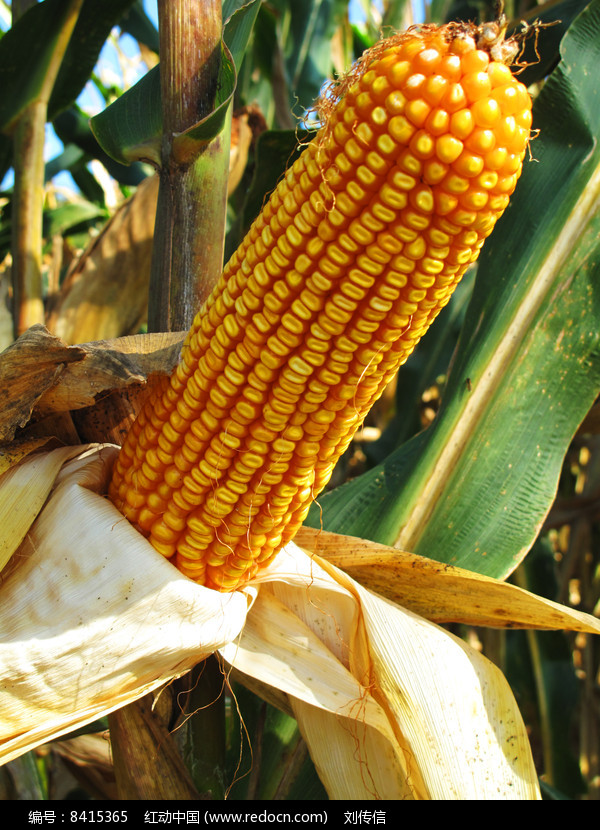 成熟的玉米棒