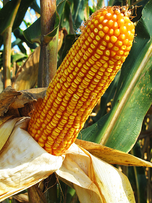 ��������װ�