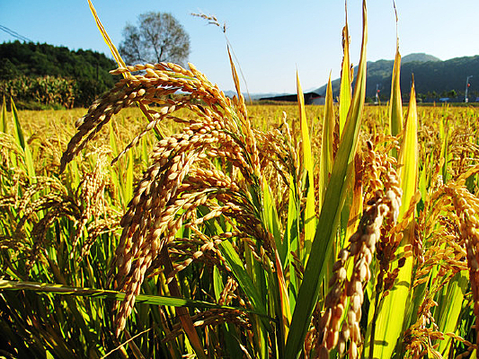 ��ɫ����