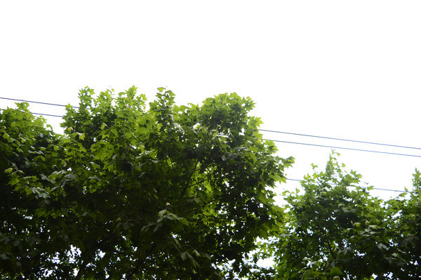 ��ͩ��Ҷ�͵���