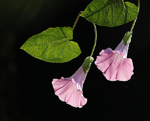 ���۵�ǣţ��