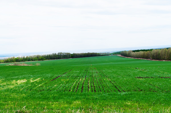 ��ɫ����