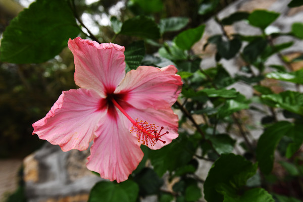 �����ɣ��