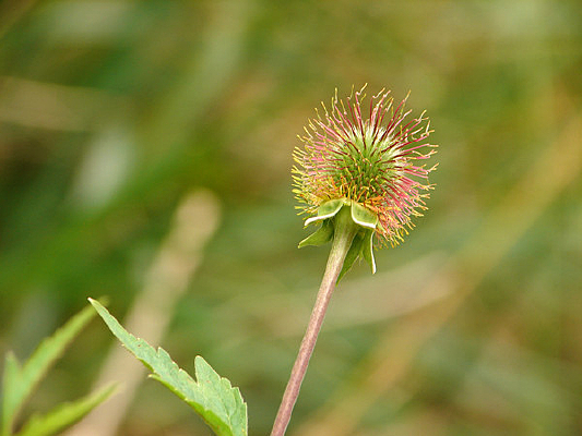 ҩ��ֲ��·�����ݹ�