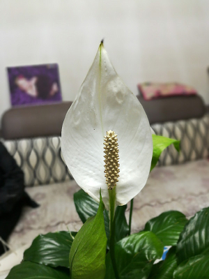 -һ����˳��