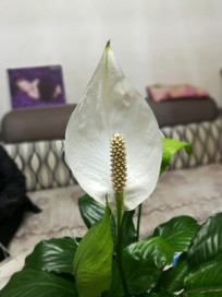 ����һ����˳