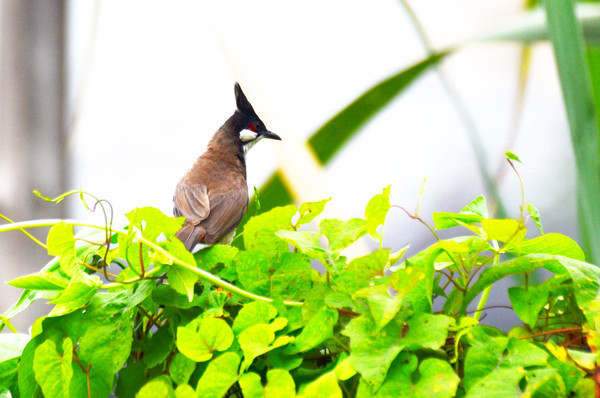 ��Ҷ���е�С��