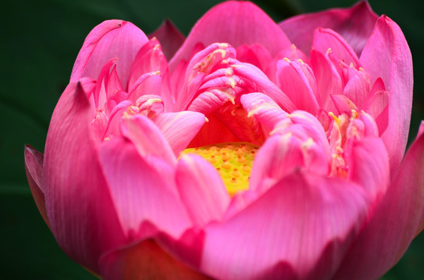 �����ĺɻ�