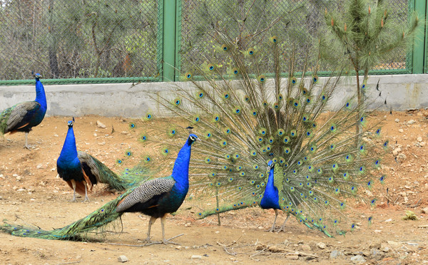 �������������ȸ