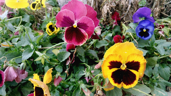 ����컨Ư���Ļ�