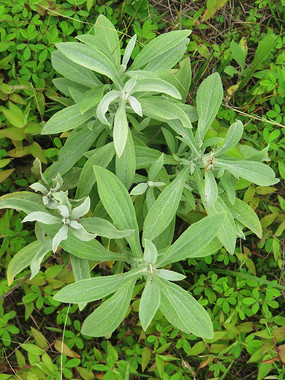 ҩ��ֲ������