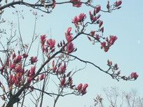 ����¶��