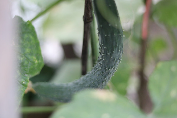 ������ƹ�