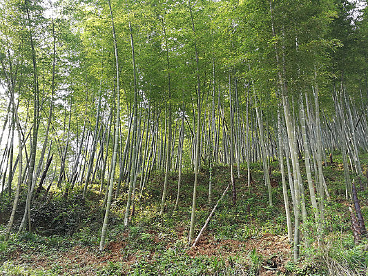 ��԰����