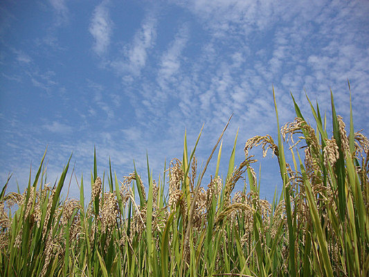 ��ɫ����