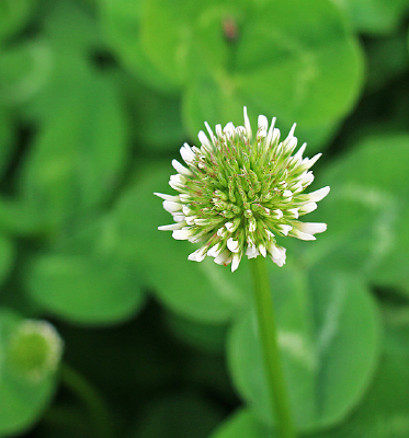 �׳���ݰ���Ҷ��