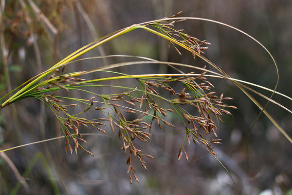 ܸܸ����Ӱͼ