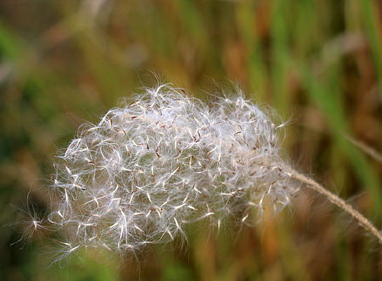 �����é������