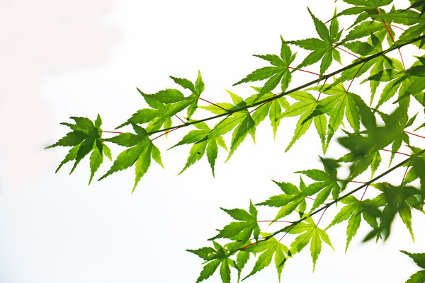 ��Ҷ������ͼ