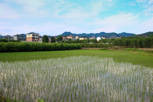 ���Ժ���ĵ���