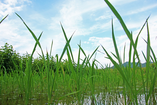 ����ֲ�ĺ���