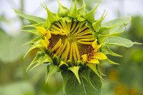 �������տ�