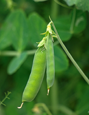 ������������Ӱ