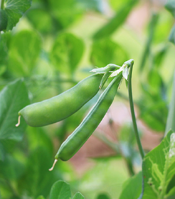 �������붹