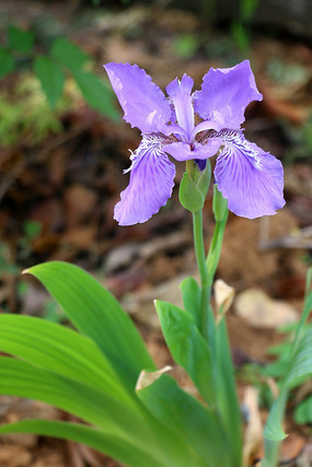 ��������Ӱͼ