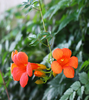 ����ʢ����������