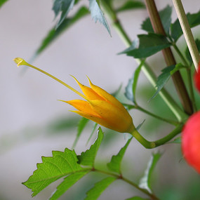 �������Ƕ����ͼ