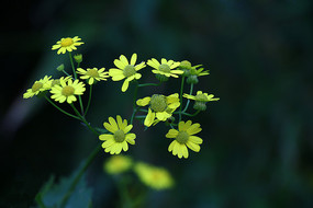 ʢ����Ұ�ջ�